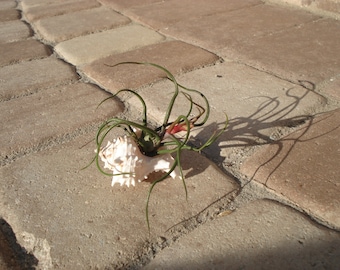 Air plant tillandsia shell planter