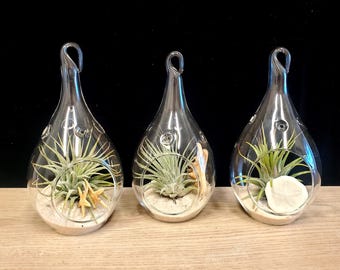 Kit de terrarium en verre en forme de larme : plantes aériennes, coquillages, sable (Ensemble de 3)