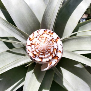 Sea Shell Striatus Beach Home Decor real shell Single Shell 3 inches and up