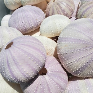 May include: A collection of purple and white sea urchins. The sea urchins are arranged in a pile, with some of them overlapping.
