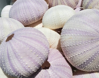 Sea Urchin SINGLE  Lavender Sea Urchin