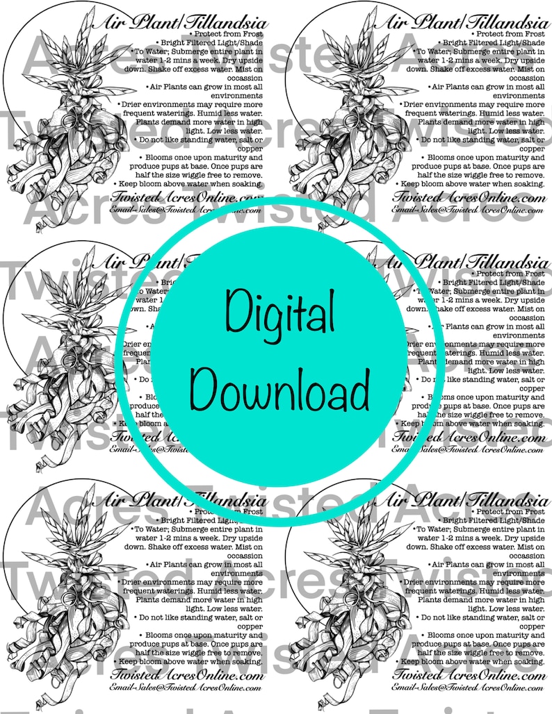Air Plant Care Sheet Digital Download - Etsy