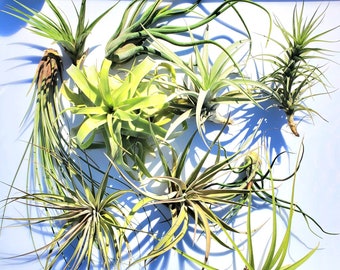 Large Air Plant Mix of 5   Airplant, Tillandsia, wholesale, Bulk, Sale, Wedding Favors, Terrariums