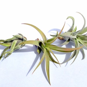 Air Plant Xeric Variety Mix of 10 Airplant, Tillandsia, Wholesale, Bulk ...