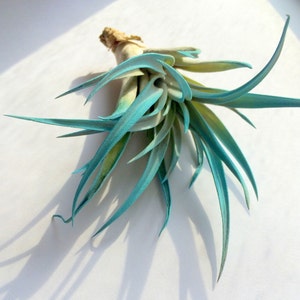 Turquoise Air Plant: Tillandsia Terrarium Decor