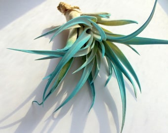 Turquoise Air Plant Airplant, Tillandsia, wholesale, Bulk, Sale, Wedding Favors, Terrariums, Air Plant Container