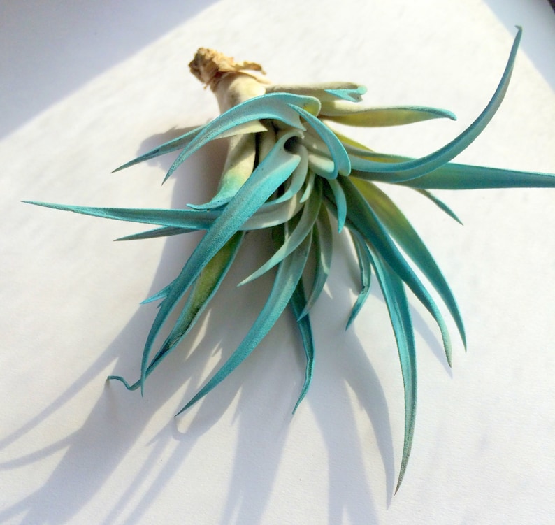 Turquoise Air Plant mix of 3 Airplant, Tillandsia, wholesale, Bulk, Sale, Wedding Favors, Terrariums image 3