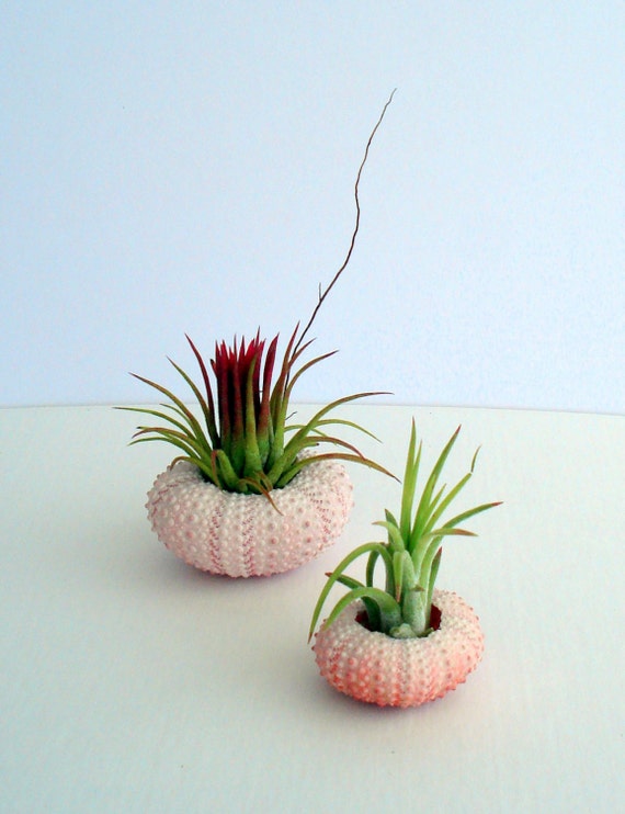 Air Plant Planter In A Pink Sea Urchin Single Sea Shell Etsy