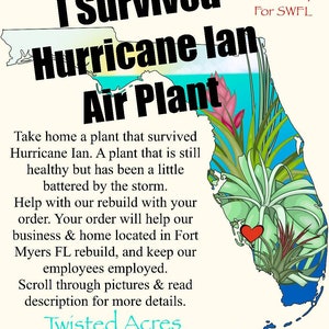 Hurricane Ian Survivor Air Plant B-GRADE Iona