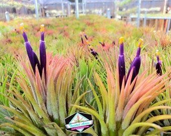 Air Plant Tillandsia bulk Iona only mainly all green small juvenile plant