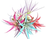 Air Plant Fun Pack Mix of 5 Plants Airplant, Tillandsia, wholesale, Bulk, Sale, Wedding Favors, Terrariums