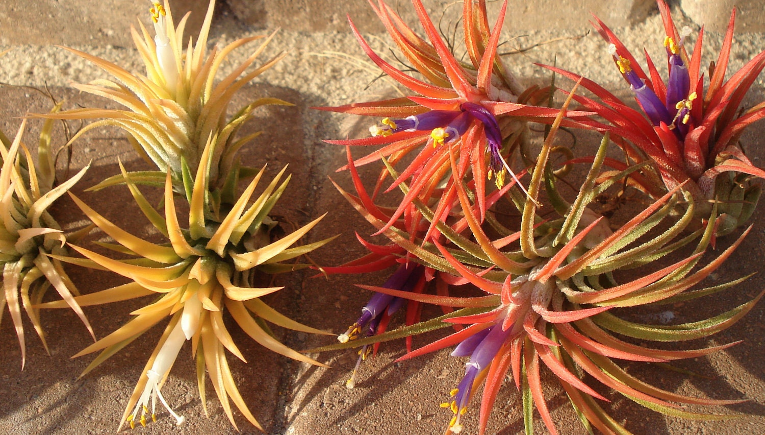 WHOLESALE Air Plants Mix of Two Airplant Tillandsia Etsy