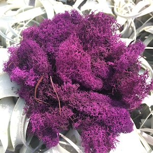 May include: A bunch of purple preserved moss, also known as reindeer moss, arranged in a cluster. The moss is a popular choice for floral arrangements and crafts.