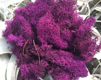 Reindeer Moss Grape Cranberry Purple  2 OZ Bag Medium Bag   Airplant, Tillandsia, wholesale, Bulk, Sale, Wedding Favors, Terrariums