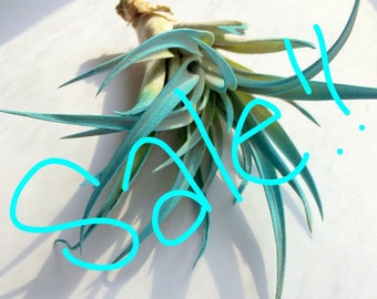 Turquoise Air Plant WHOLESALE SALE!!! limited time offer