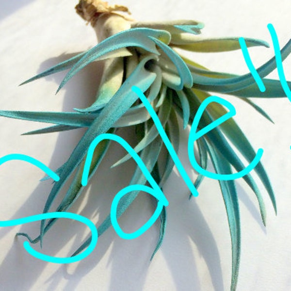 Turquoise Air Plant WHOLESALE SALE!!! limited time offer