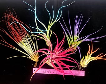 Tillandsia, grand mélange amélioré de 5 plantes aériennes