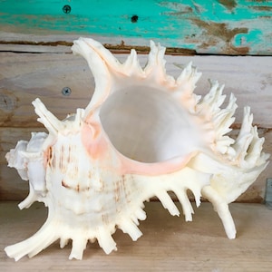 May include: A large, white seashell with a pink interior and intricate, spiky edges. The shell has a large opening and a smooth, textured surface.