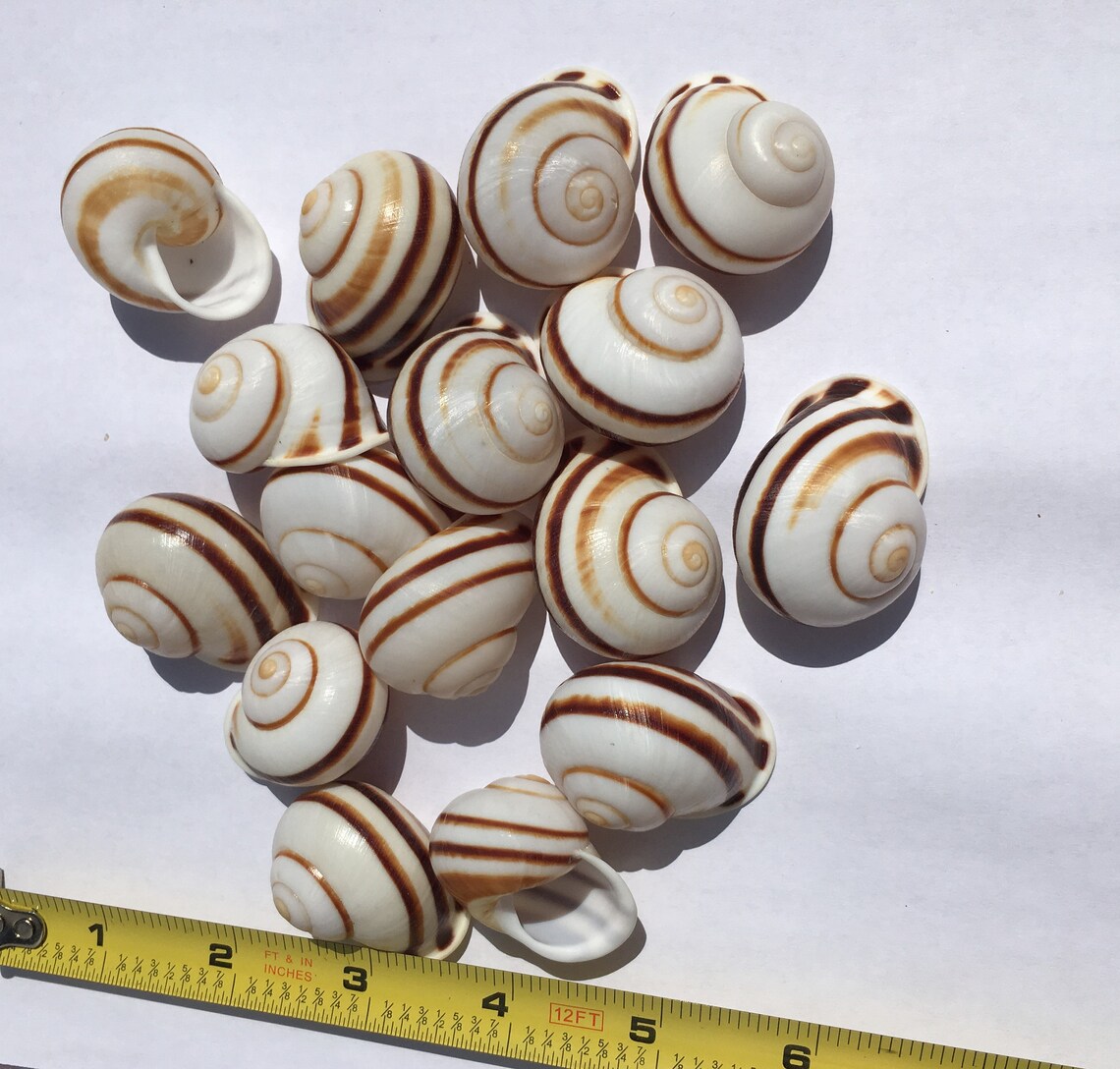 Land Snail Brown and White Stripe Shell 12 Dozen Sea Shell Etsy