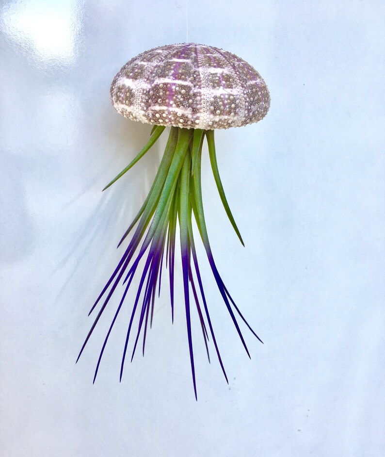 Jellyfish Air Plant Hanger single with purple tricolor and Alphonso Sea urchin; beach wedding shell hanging airplant succulent wholesale