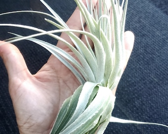 Air Plant Gardneri Large Rare Airplant, snowball, Tillandsia, wholesale, Bulk, Sale, Wedding Favors, Terrariums