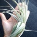 see more listings in the Air Plants section