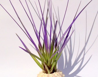 Air Plant Purple Large Sputnik Sea Urchin Planter for your desk, shelf or table Single
