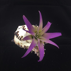 May include: A purple air plant in a white seashell with brown markings. The plant has long, thin leaves that are pointed at the ends.