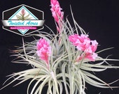 Air Plant Houston Cotton Candy Airplant, Tillandsia, wholesale, Bulk, Sale, Wedding Favors, Terrariums