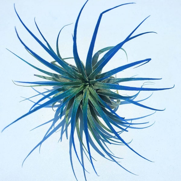 Air Plant Tillandsia Iona Dark Blue Indigo Single Plant