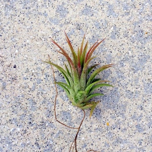 Air Plant Iona  Tillandsia Individual