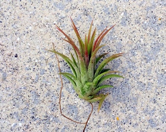 Iona Tillandsia Air Plant : Airplant tropical individuel