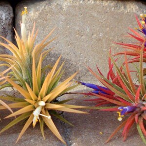 Air Plant 3 for 1 Sale Airplant, Tillandsia, wholesale, Bulk, Sale, Wedding Favors, Terrariums image 7