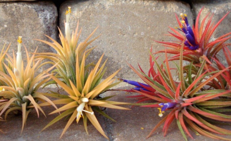 Air Plant 3 for 1 Sale Airplant, Tillandsia, wholesale, Bulk, Sale, Wedding Favors, Terrariums image 7