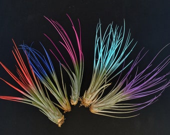 Pack amusant amélioré Jncea Airplant : mélange de 5 Tillandsia colorés violet, turquoise, rouge, violet, indigo, rose