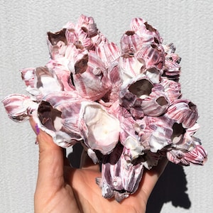 May include: A cluster of pink and white seashells with a striated pattern. The shells are arranged in a cluster, with some overlapping. The shells are smooth and have a natural shine.