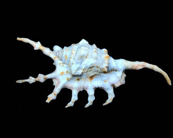 Sea Shell Scorpio