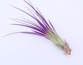 Purple Tricolor Air Plant