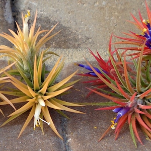 Air Plant Iona 3 for 1 Deal Tillandsia image 7