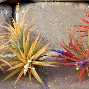 Air Plant Iona 3 for 1 Deal Tillandsia image 6