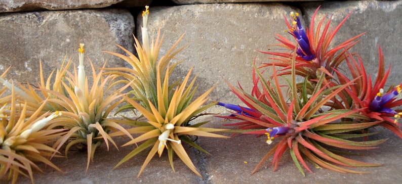 Air Plant Iona 3 for 1 Deal Tillandsia image 6