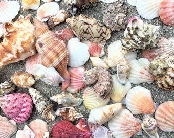 Sea Shell Random Mix of 10 Free shipping shells, seashell, wholesale, bulk, sale, beach, shell, ocean, Terrarium, Air plant, Wedding Favor