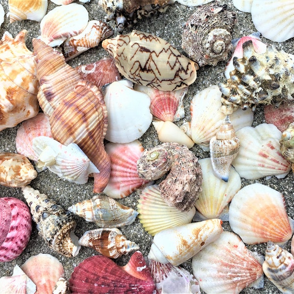 Sea Shell Random Mix of 10 Free shipping shells, seashell, wholesale, bulk, sale, beach, shell, ocean, Terrarium, Air plant, Wedding Favor