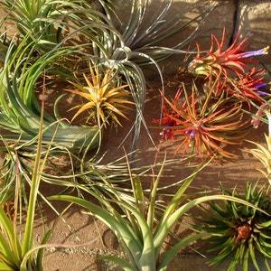 WHOLESALE Air Plants Mix of Six  Airplant, Tillandsia, wholesale, Bulk, Sale, Wedding Favors, Terrariums