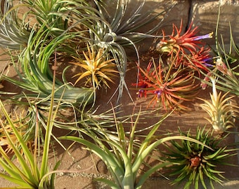 WHOLESALE Air Plants Mix of Five  Airplant, Tillandsia, wholesale, Bulk, Sale, Wedding Favors, Terrariums