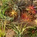 see more listings in the Air Plants section