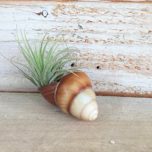 Terrarium Container Etsy