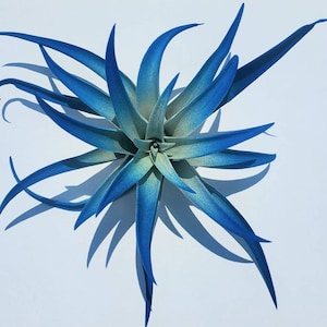 Air Plant Tillandsia Indigo Dark Blue single plant image 1