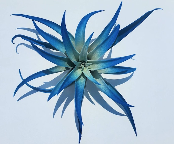 Air Plant Tillandsia Indigo Dark Blue single plant