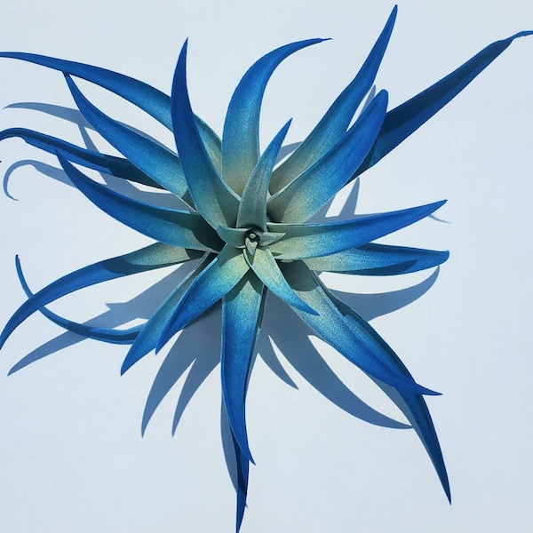 Air Plant Tillandsia Indigo Dark Blue single plant